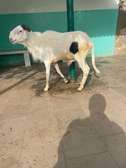Mouton de Tabaskie à vendre