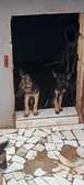 Chiot berger allemand pur sang