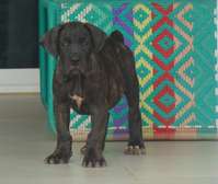 chiots boerboels