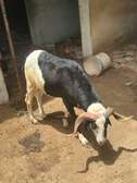 Mouton tabaski