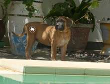 vente chiots boerboels