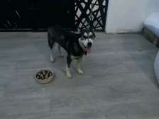 Husky male de 1 an