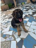 Berger Allemand chiot noir et feu vacciné