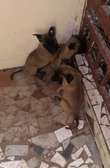 Berger malinois