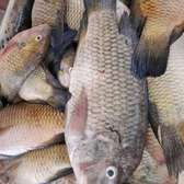 Poissonnerie la fraîcheur