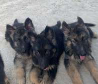 Berger Allemand chiot noir et feu