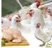 **Le goût du vrai poulet fermier, 100% BIO !** 🍗