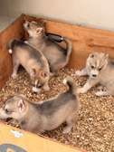 Husky de Siberie