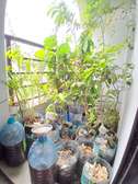 18-23 trees/plants +liquid natural fertilizer+rich soil