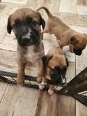 Croisés bergers belges malinois