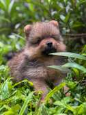 Pomeranien