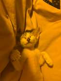JEUNE CHATTE DOMESTIQUE