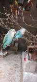 Oiseaux exotiques à vendre