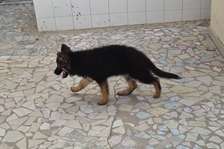 Berger Allemand poil long