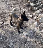 Malinois