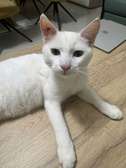 2 chats males blancs de 6 mois
