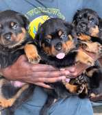 Chiots Rottweiler