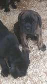 Chiots Cane corso