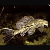 Poisson Pleco 15-20cm marron beige Nettoyeur naturel
