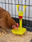Abreuvoir automatique pipette