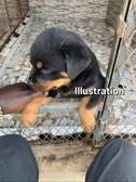 Rottweiler à Dakar négociable