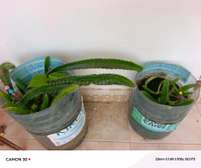 Plante pitaya fruits du dragon