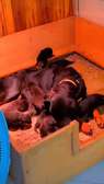 Rotweiller chiot de parents pédigrée