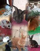 Lapins , lapereaux, géant Flandres, fauve, rex, californien