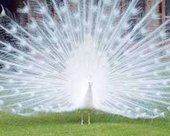 Paon bleu et paon blanc adulte plumage spectaculaire jardin