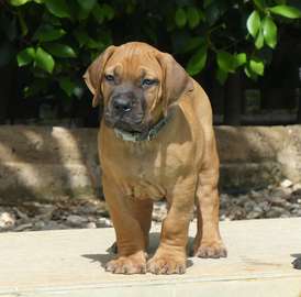 chiots boerboels