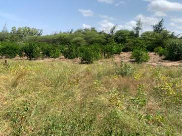 Hectare à vendre à Mboro