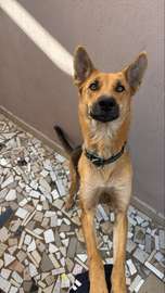 chienne berger allemand pure sang