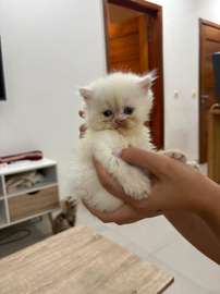 Chaton persan