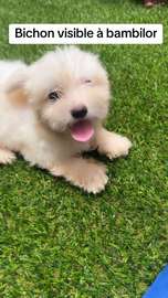 Bichon nain
