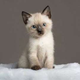 Chatons Siamois