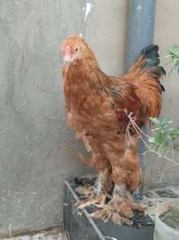 Couple. Poule bramah