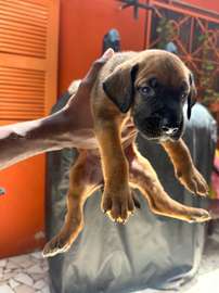 Chiot Rhodesian Ridgeback X malinois