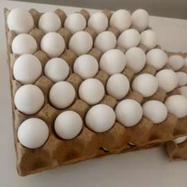 Œufs frais de qualités ferme locale
