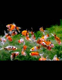 Poissons shoubuki de 0/04cmt pour aquarium petits et moyens