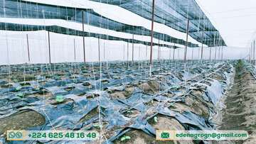 Serre agricole