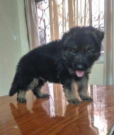 Chiot berger allemand pur