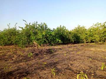 𝐕𝐞𝐫𝐠𝐞𝐫 𝐝𝐞 1 𝐡𝐞𝐜𝐭𝐚𝐫𝐞𝐬 6000m2 𝐞𝐧 𝐩𝐥𝐞𝐢𝐧𝐞 𝐩𝐫𝐨𝐝𝐮𝐜𝐭𝐢𝐨𝐧