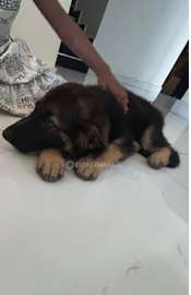 Berger Allemand chiot noir et feu vacciné