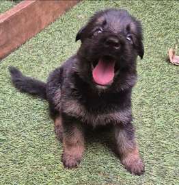 Chiot berger allemand pur