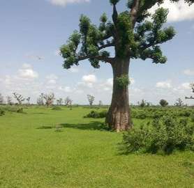 TERRAIN DE 7,132 HA TF DANS LA COMMUNE DE NOTTO DIOBASS