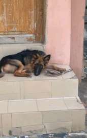 Femelle berger allemand 8 mois