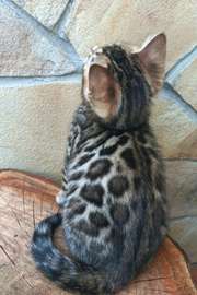 Chat