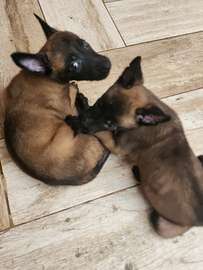 À vendre – Chiots Bergers Belges Malinois pure race 🐾