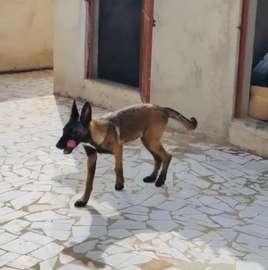 Berger malinois
