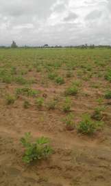 Terrain / champ à vendre par hectare à maléme hodar